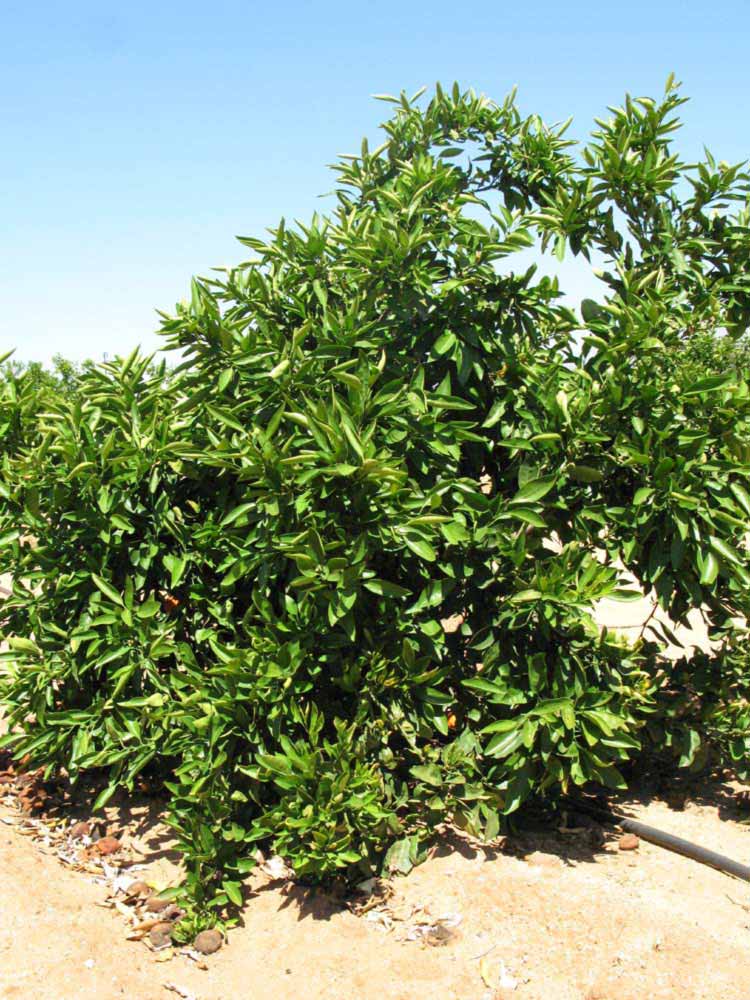            Habit (Riverside, CA)   